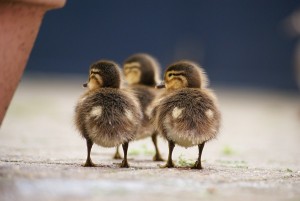 ducklings are smart