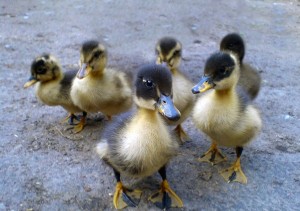 baby ducklings discern abstract shapes