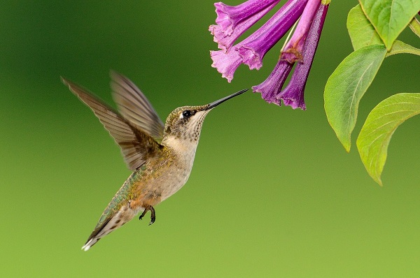 hummingbird in mid-flight