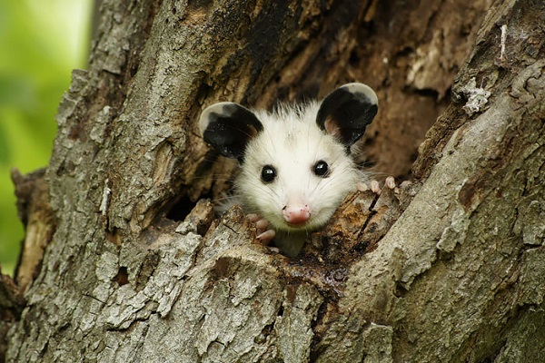 cute possum