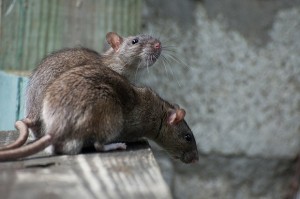 rats in New Zealand