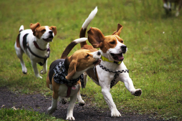 Seven beagles were euthanized after a study