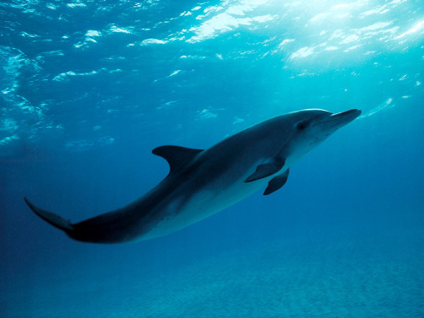 Federal regulators want to ban swimming with dolphins
