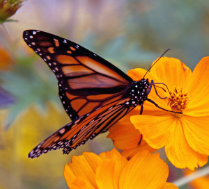 monarch butterfly populations are declining