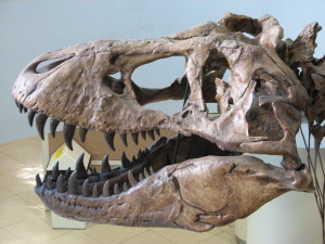 tyrannosaurus rex skull recently found in Montana