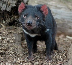 Tasmanian devils are improving tolerance and resistance to the disease