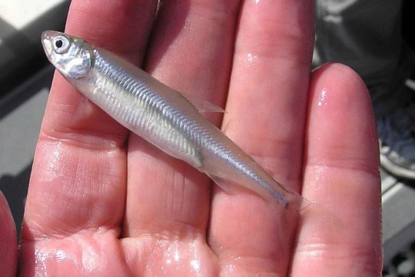 fish fins linked to the evolution of hands