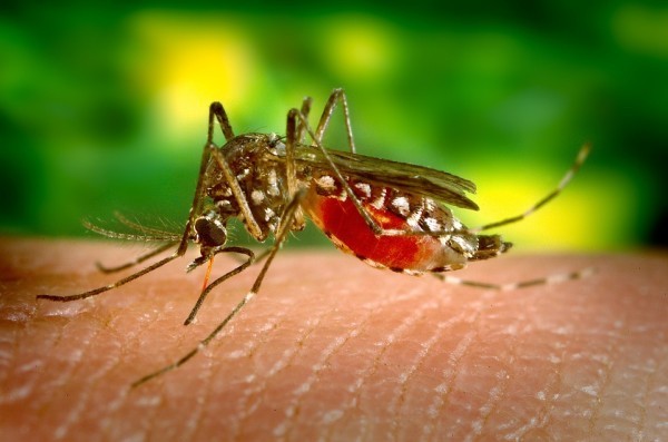 Baltimore sprays against Zika virus