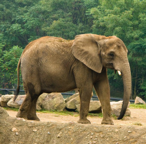 there's been a 30 percent decline in elephant population