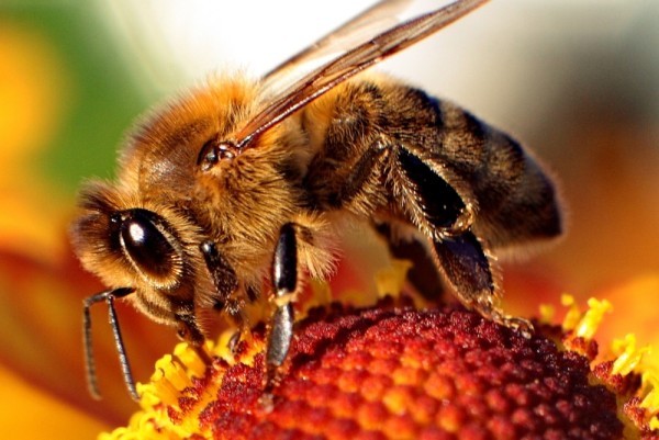 honeybees are affected by the Zika spraying