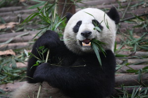 giant panda is no longer an endangered species