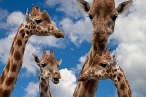 four species of giraffes exist