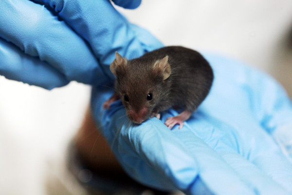 Scientists injected sperm into embryo to create baby mice