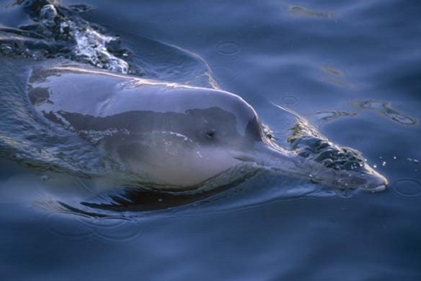 baiji dolphin