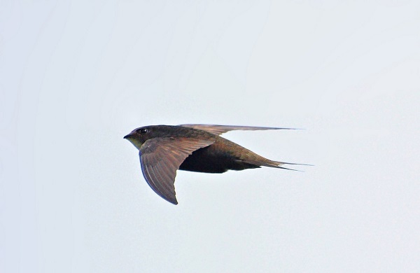 swift photographed mid-flight 