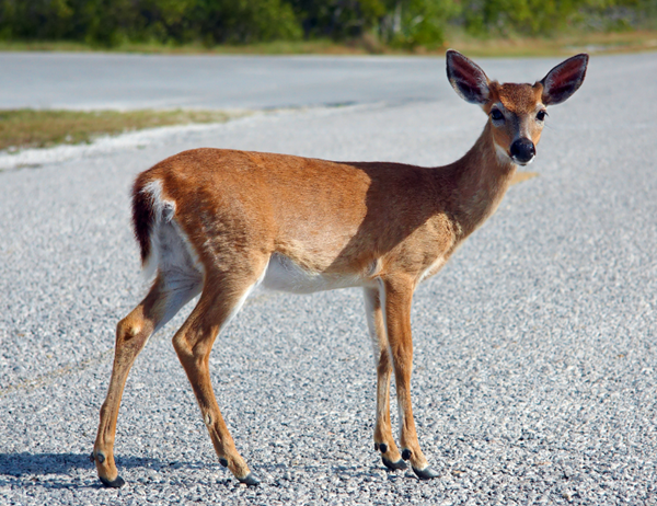 EHD is a threat for Michigan deer
