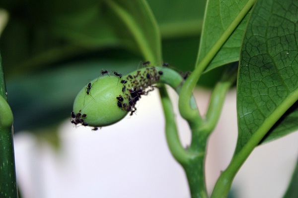 ants on a plants