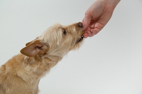 dog receiving treat from owner 
