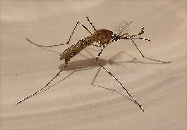 close-up photo of a mosquito