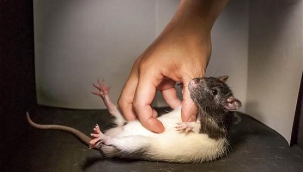tickling rats for science