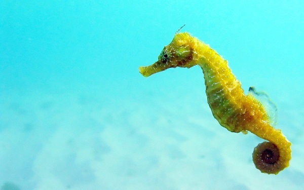 Seahorse in clear water