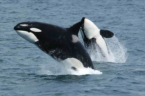 killer whales jump out of the water