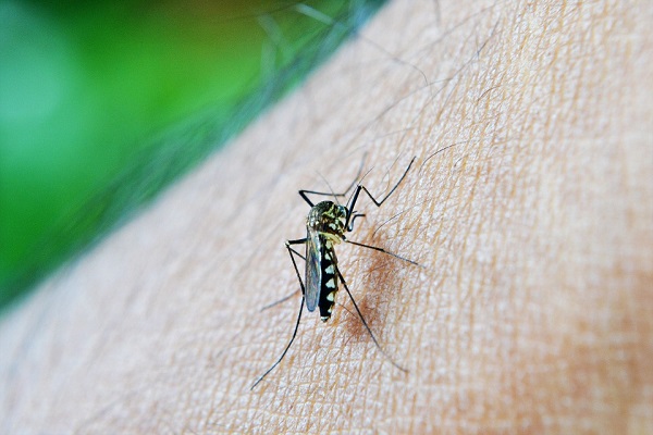 malaria vaccine mosquito 