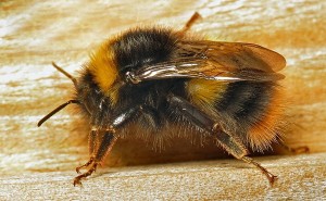 a close-up of a bumblebee