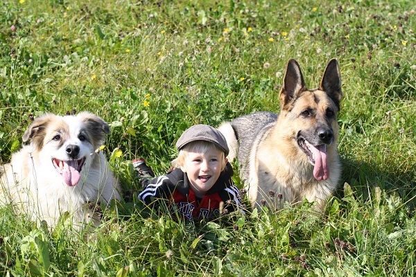 young boy with two dogs
