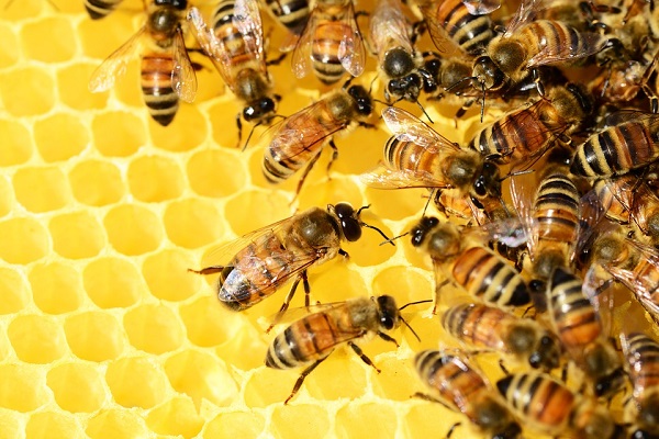 group of honeybees on honeycomb
