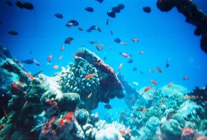 predatory fish in coral reefs