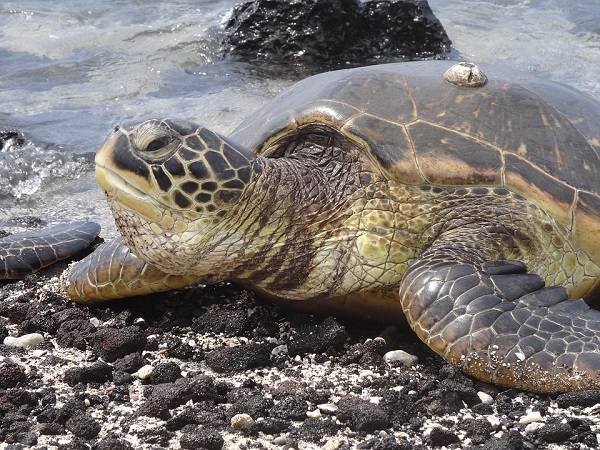 sea turtle on beach 
