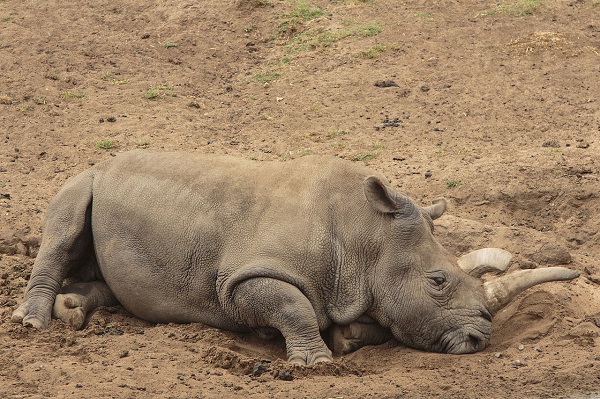 white rhino resting in dirt 