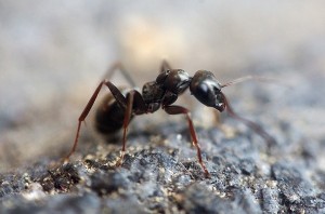 african ants