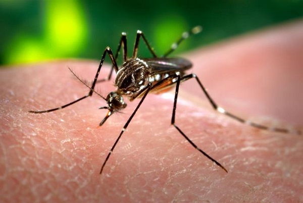zika consequence in mosquitos