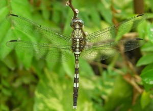female dragonflies