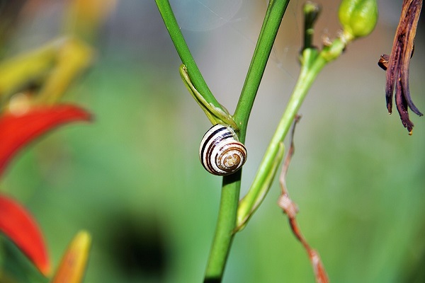 jeremy snail
