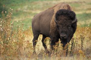 bison quarantine facility
