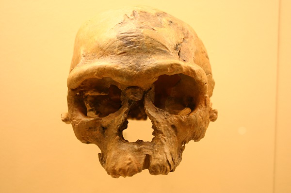 earliest homo sapiens skull