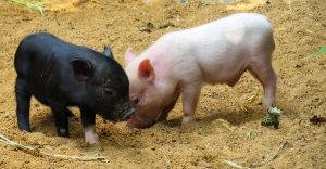 genetically modified pigs might be the future of xenotransplantation