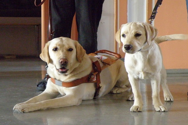 retriever guide dogs with mother and pup