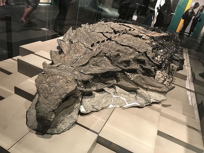 nodosaur fossil on display