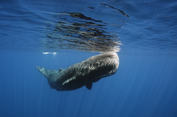 Sperm whale swimming close to the surface