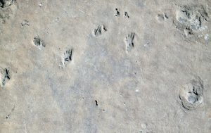 Fossil footprints in the Grand Canyon