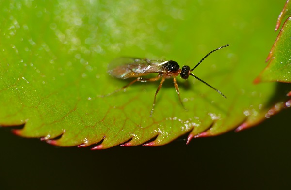 Wasp parasiting an aphid