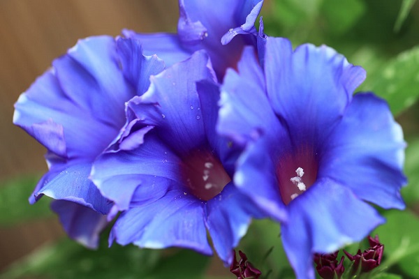 purple japanese flower