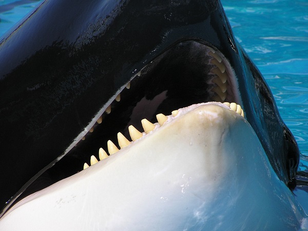 Orca showing its teeth