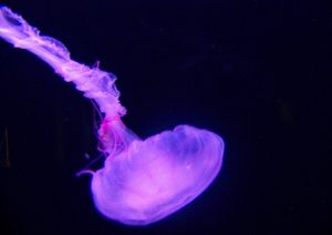 Purple jellyfish glowing in the dark