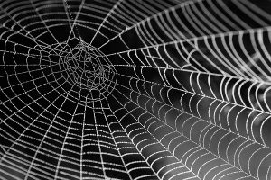 Web made of thin spider silk
