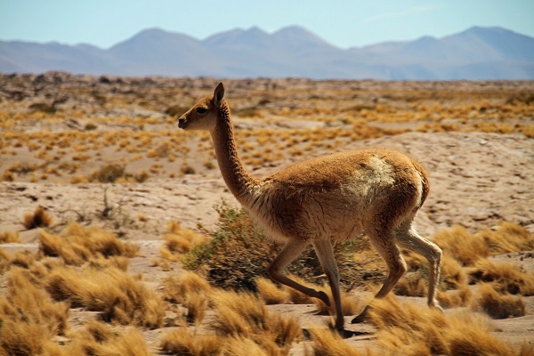 Young Arabian camel in desert